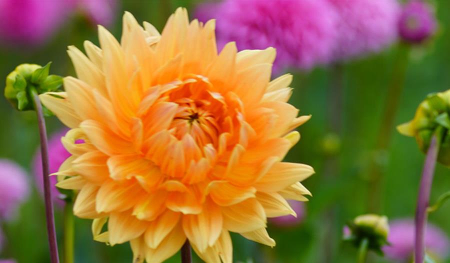 Dahlias at Stonehenge