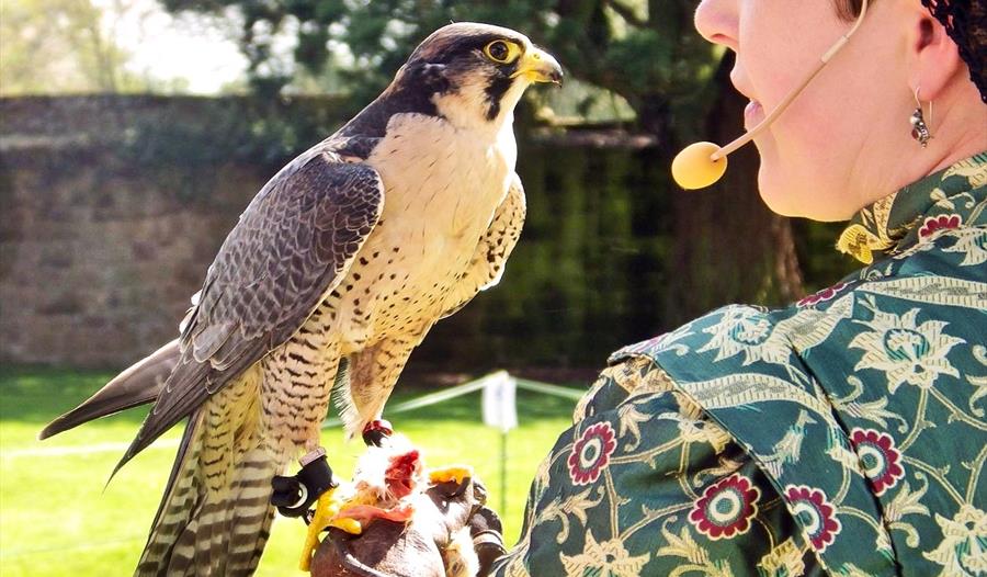 Falconry Displays at Trerice this May Half Term