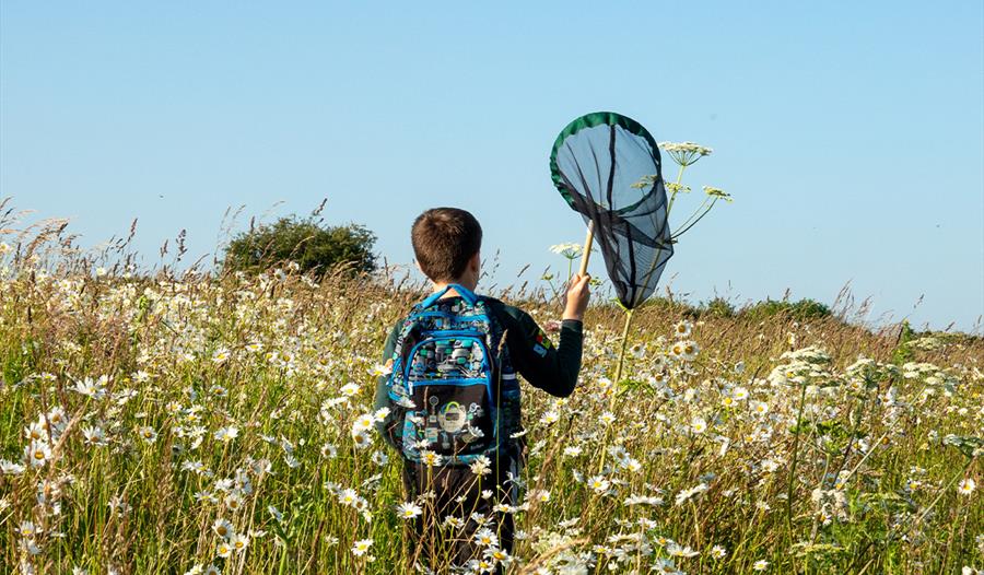 Child in a wildflower meadow, on a bug hunt