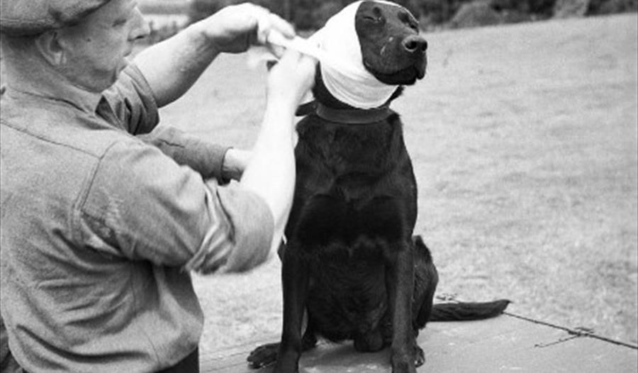 Animals at raw,Cheshire Military Museum,February Half Term Activities