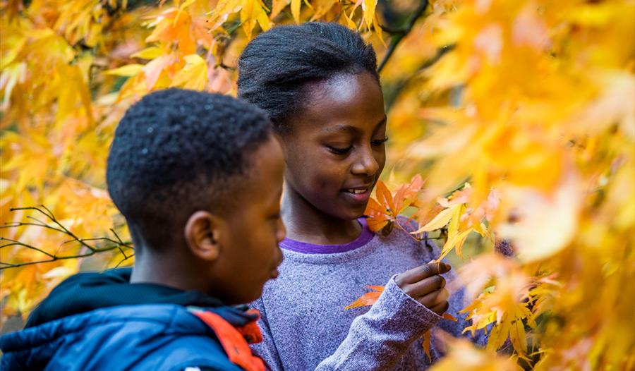 Autumn family trail at Westonbirt Arboretum