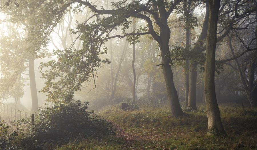 A picture of a forest surrounded by mist with sunlight coming through the trees