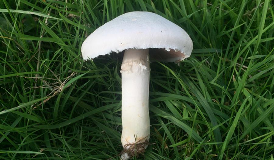 Horse Mushroom