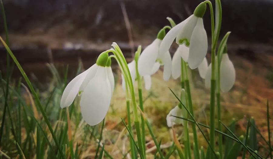 Dunvegan Castle & Gardens Snowdrop Days