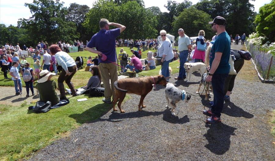 Ludlow Dog Day