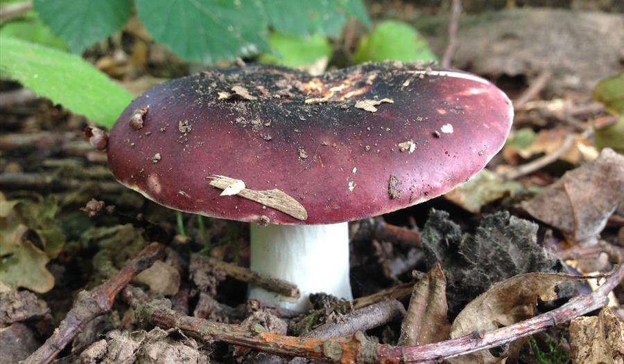 Blackish-purple Russula