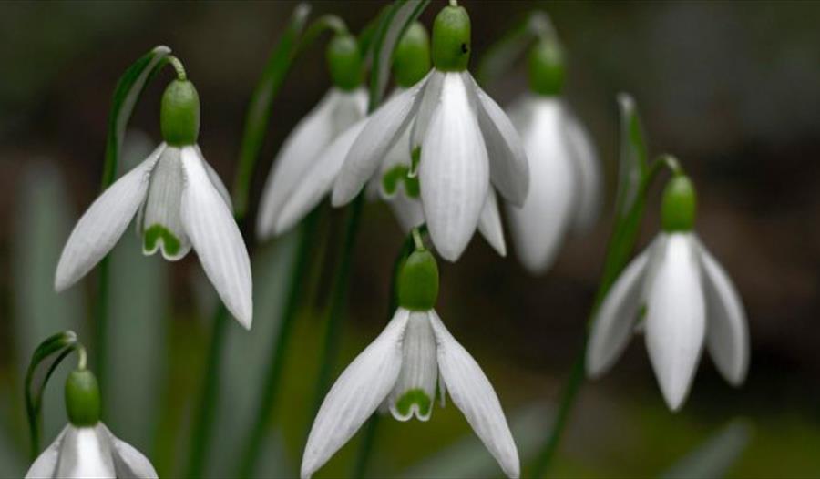 Snowdrops at Kentwell Hall