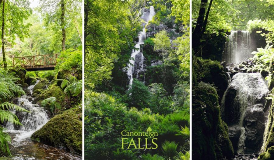 Canonteign Falls Fern Day