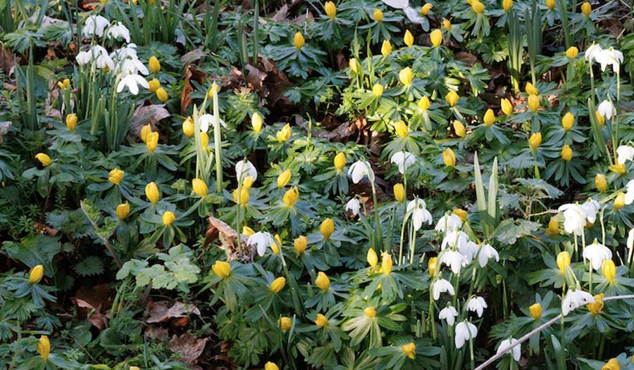 Kentwell Hall Snowdrop Days