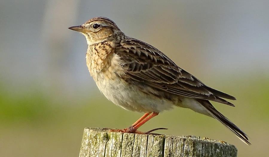 Bird Walk for Beginners