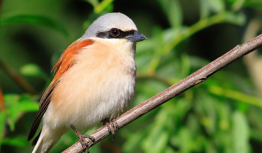 Bird Migration Walk