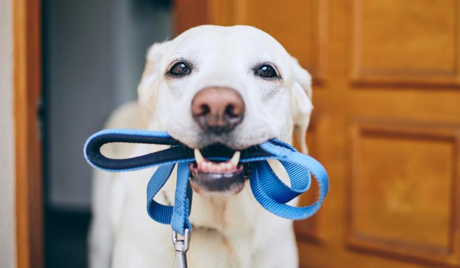 dog with lead waiting for a walk