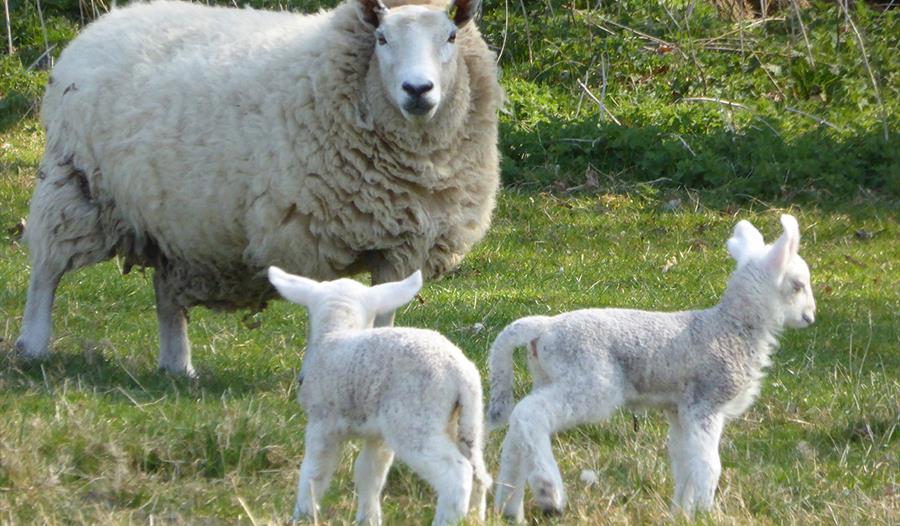 Open Farm Sunday at Holkham