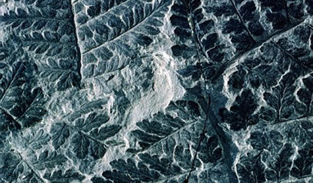 Annual Family Fossil Hunt