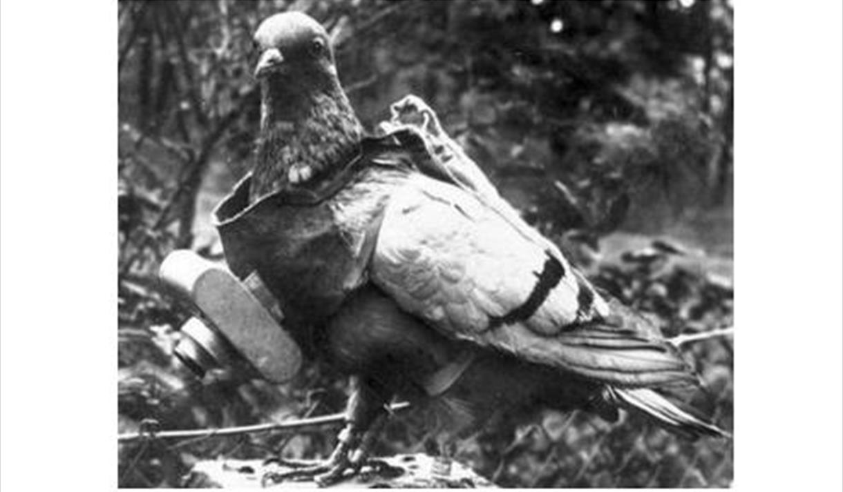 Animals at War Temporary Exhibition