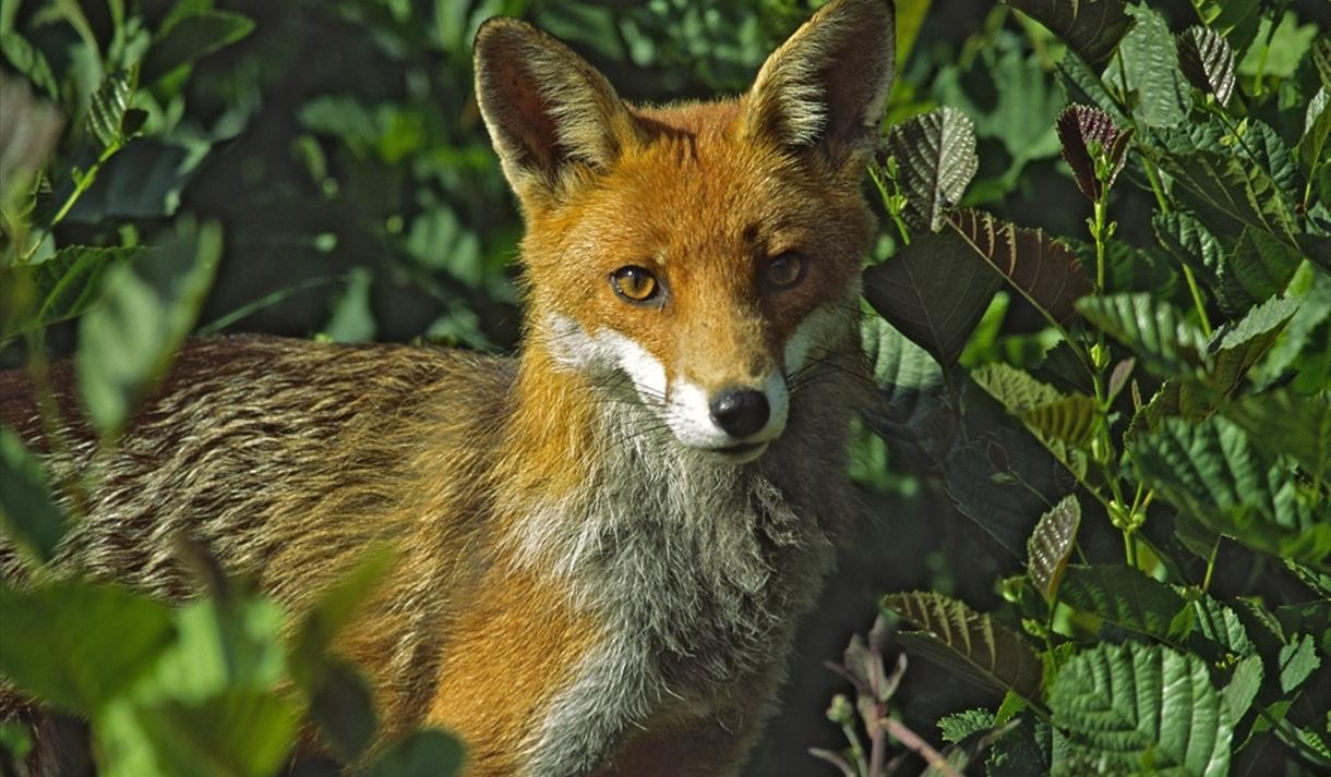 Fox