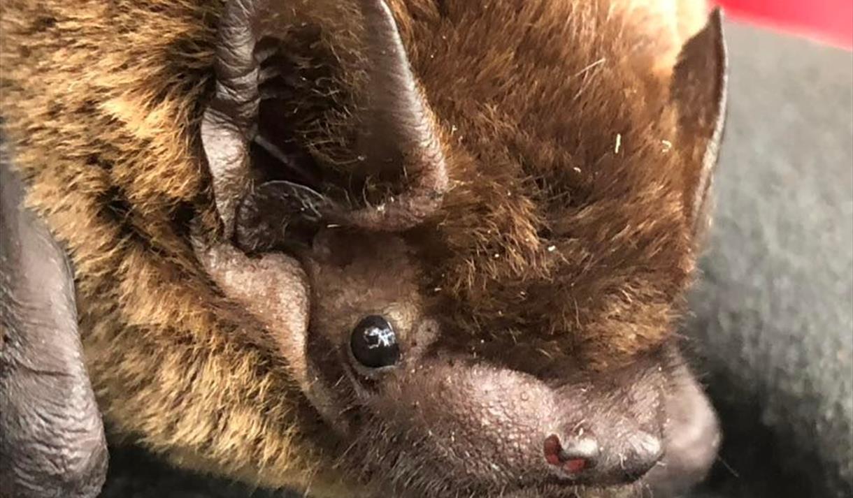 Bat Walk