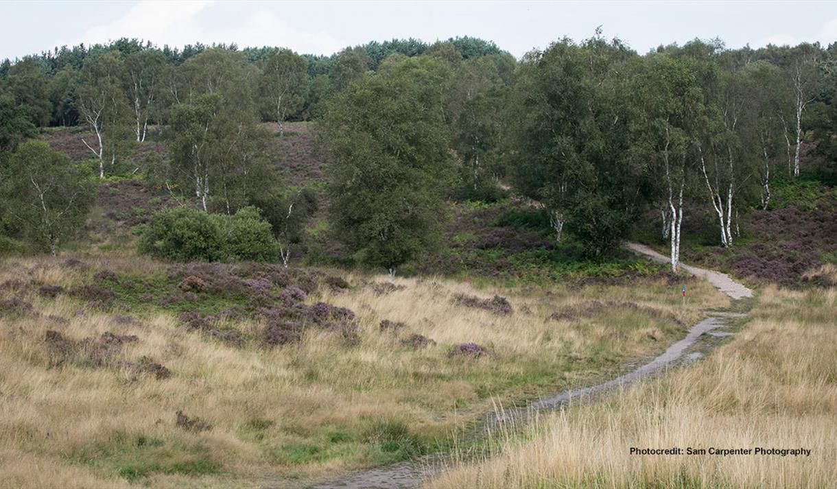 Cannock Chase. Image courtesy Sam Carpenter photography