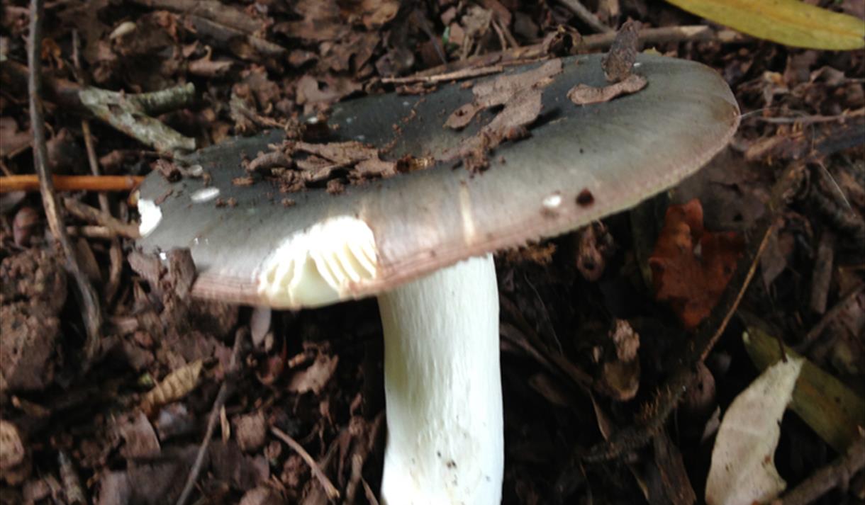 foraging course