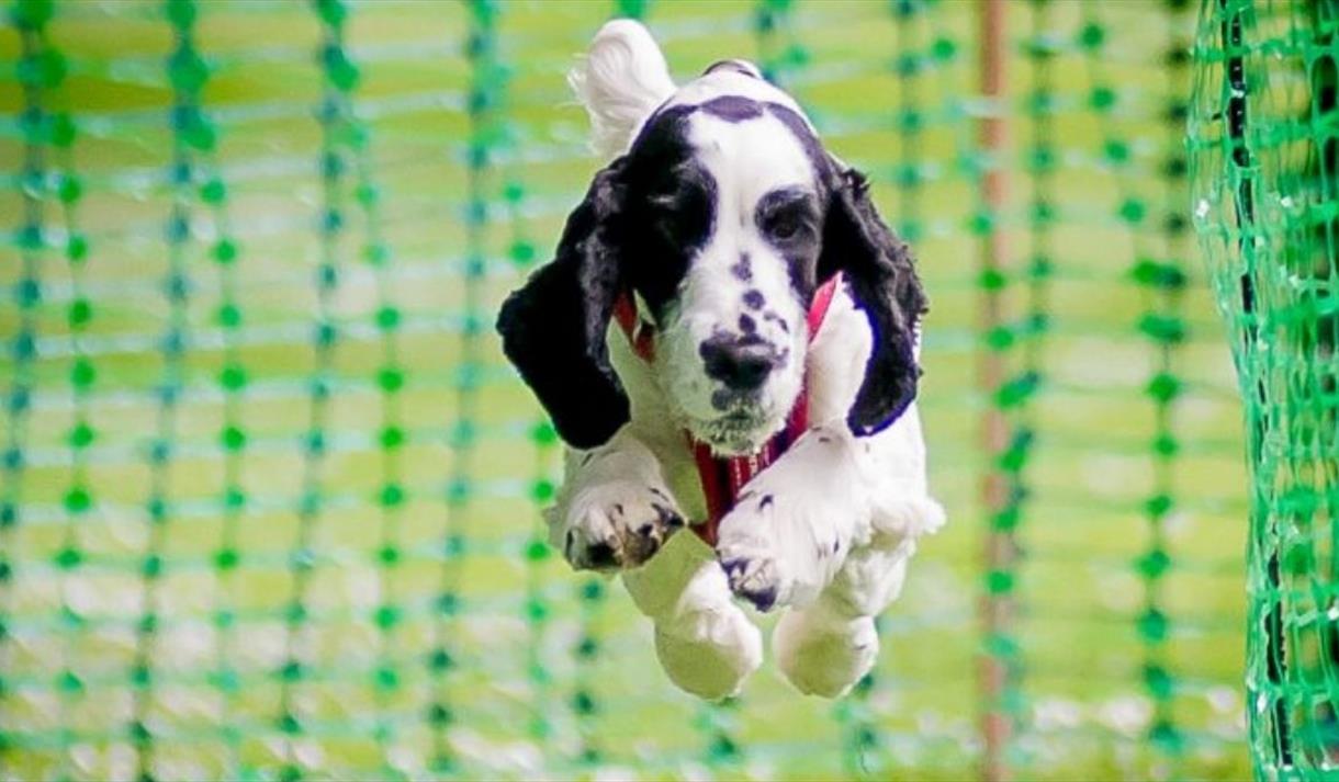 The Big Bark, Trentham Gardens, Staffordshire