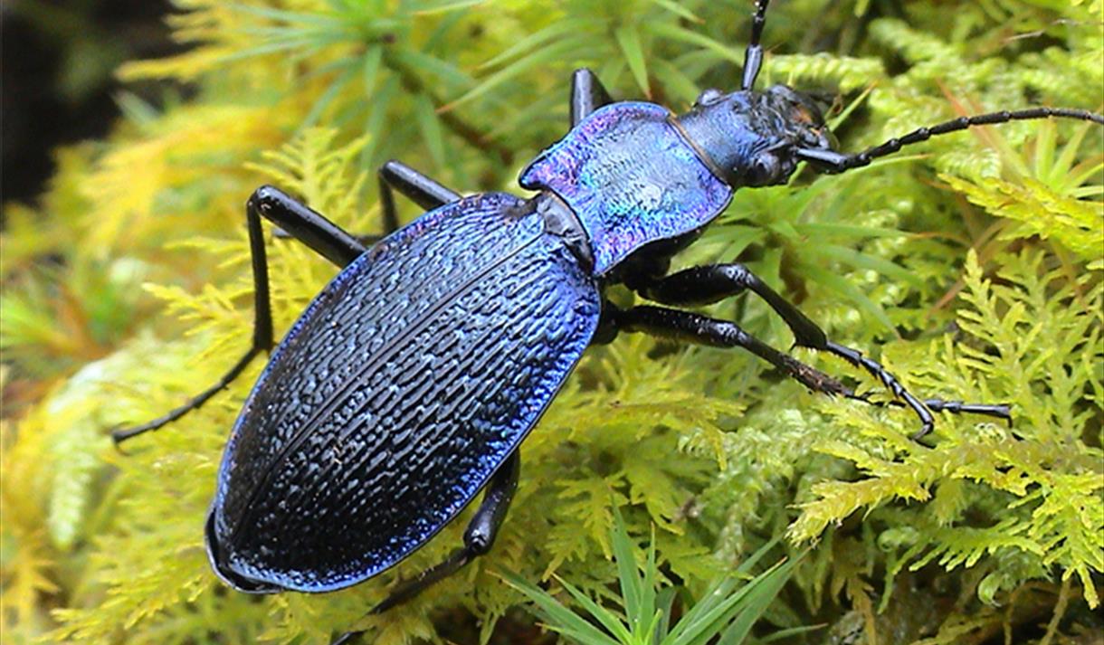 Discovering Nature: Dart Valley