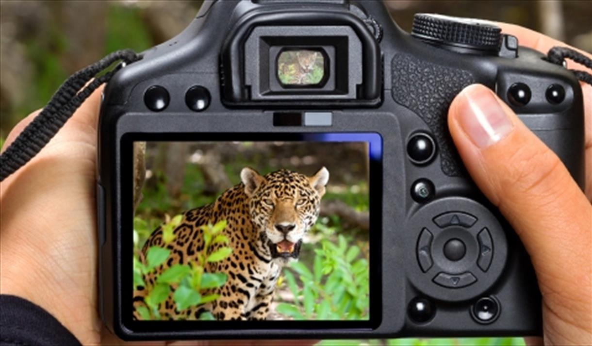 Wildlife photographer of the year at Gosport Gallery