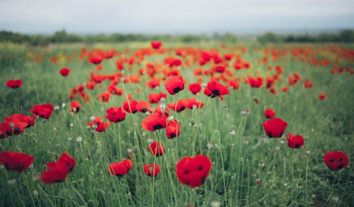 Poppy field - in remembrance on 11 November and Sunday 14 November.