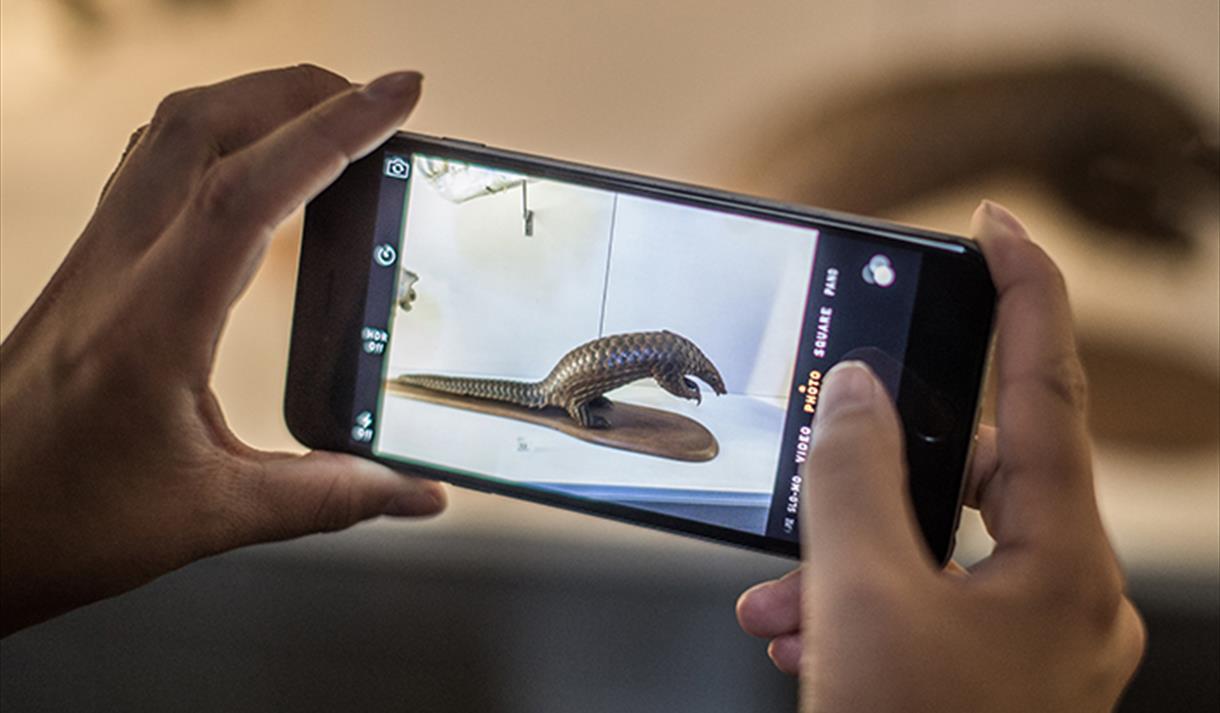 DLRC Course: Collections and Identity