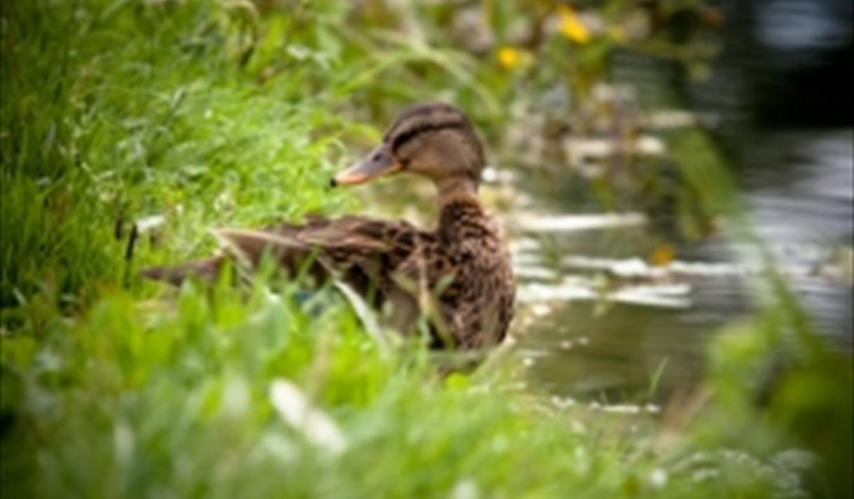 Female mallard at Arundel