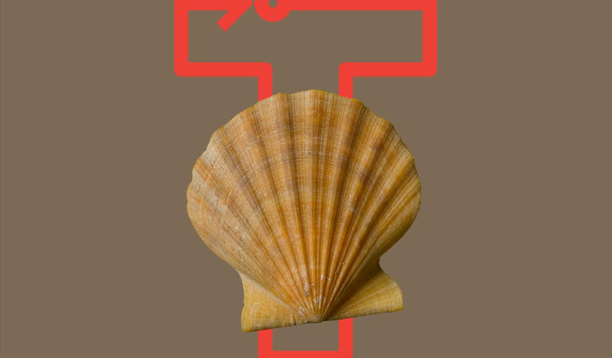 Marine and Mollusc Tour