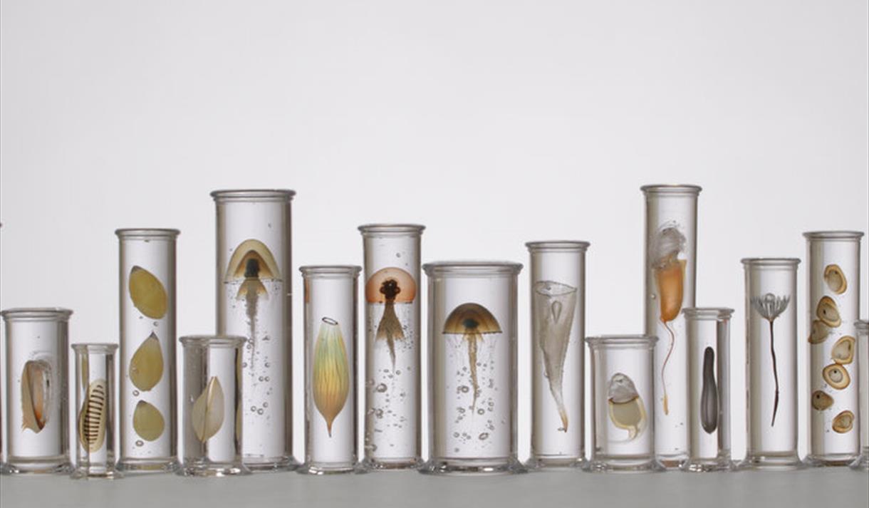 Specimens from an Imaginary Voyage