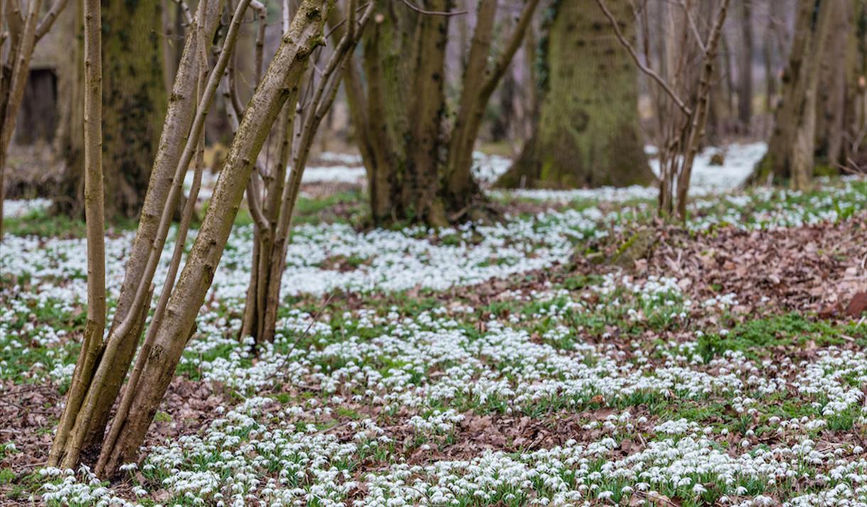 Snowdrop Walks & Woodland Trails
