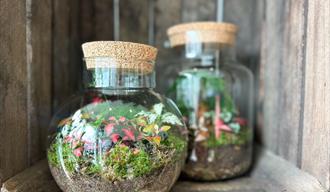Two terrariums filled with plants ona shelf