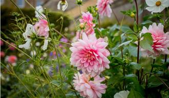 Dahlia in the South Gardens
