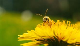 Bee on yellow flower