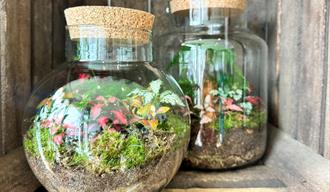 Two glass bottles filled with plants