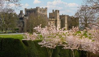 Raby Castle with flowering cherry trees in the foreground