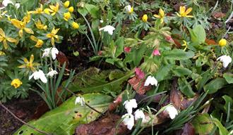 Cornwall Garden Society Spring Flower Show