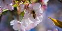 A bee inside a cherry blossom