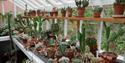 Mr Straw's cacti collection. Photo by Tom Webster Deakin