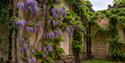 National Trust Nostell exterior with wisteria