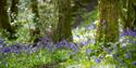 Bluebells in the woodlands at Antony Woodland Garden