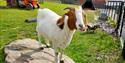 Heaton Park Farm