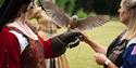 Falconry at the Castle