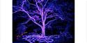 Halloween at Blenheim Palace, Blenheim Palace, Light Trail; Illuminated trail