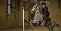 Cavendish's Horses