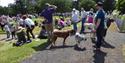 Ludlow Dog Day