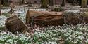 Snowdrops and Woodland Walks