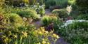 lilies in the garden