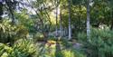 silver branches in top garden